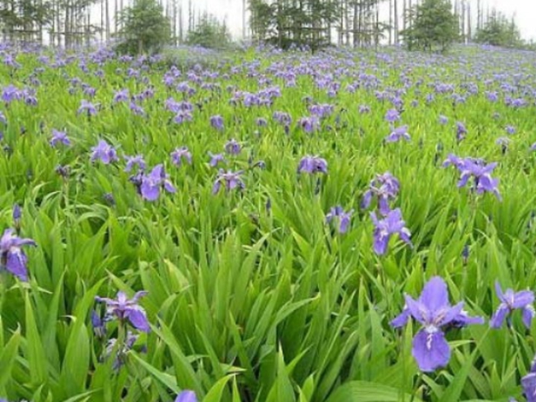 1650456883752962.jpg 鳶尾種子7.jpg