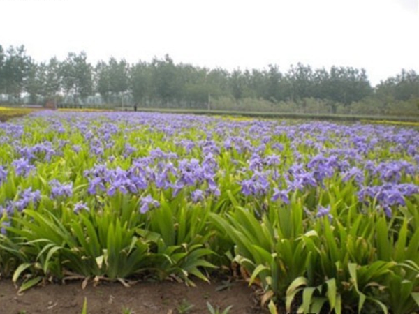 1650456921122297.jpg 鳶尾種子8.jpg