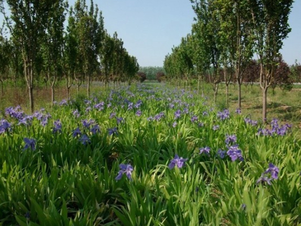 1650456926421025.jpg 鳶尾種子9.jpg