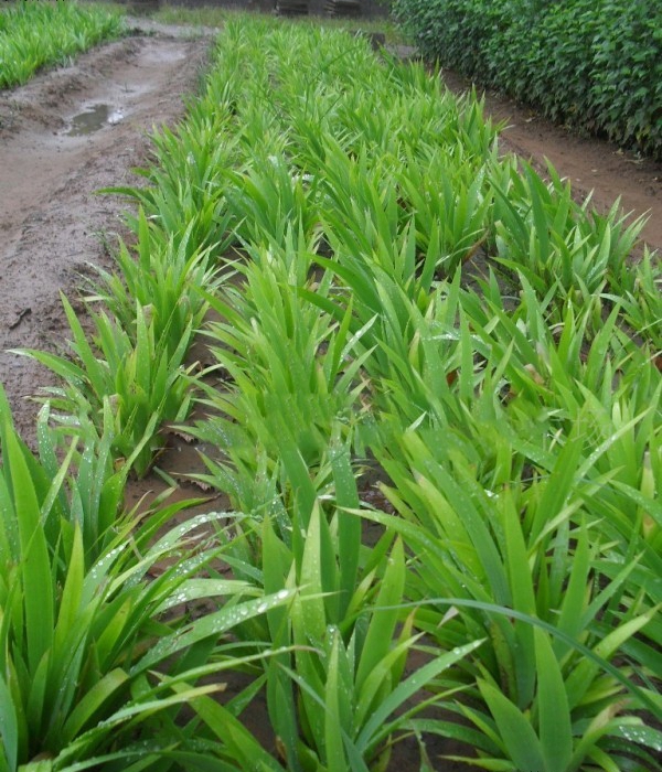 1650456959884204.jpg 鳶尾種子6.jpg