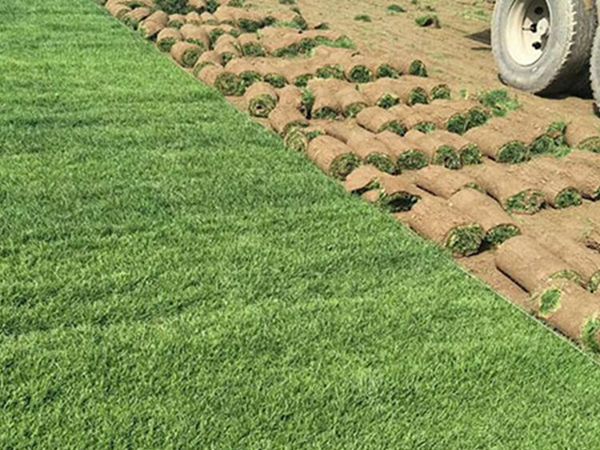 1654681107884139.jpg 早熟禾8_副本.jpg