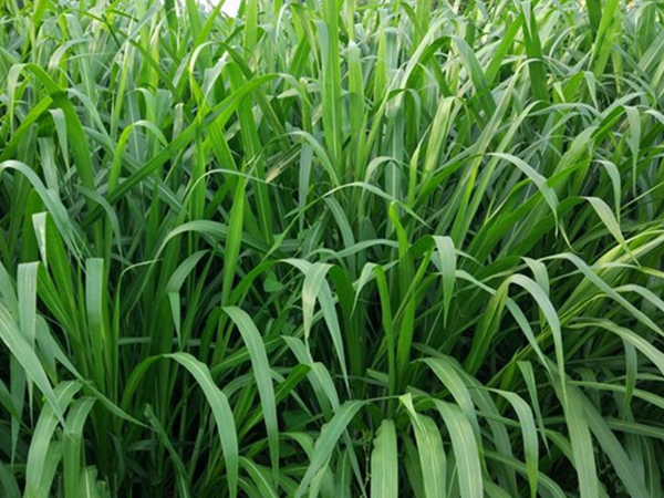 皇竹草種子1.jpg