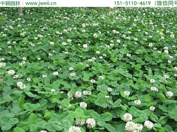 白三葉草8.jpg