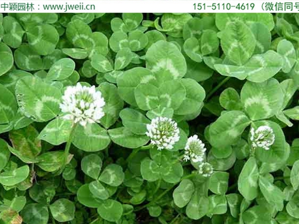 白三葉草4.jpg
