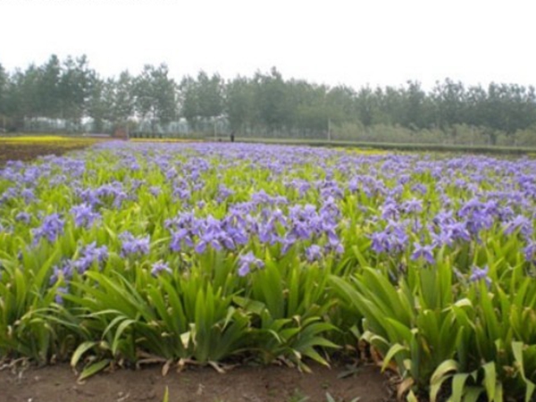 藍花鳶尾.jpg