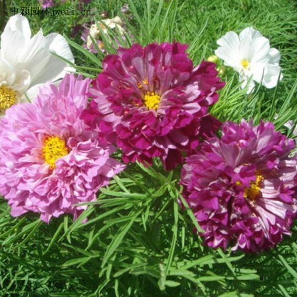 1664181846455061.jpg 格桑花11_副本.jpg