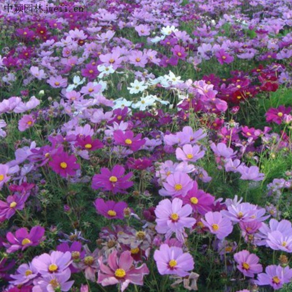 1664181880435786.jpg 格桑花13_副本.jpg