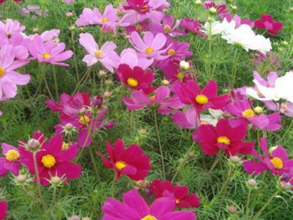 1664181888344368.jpg 格桑花5_副本.jpg