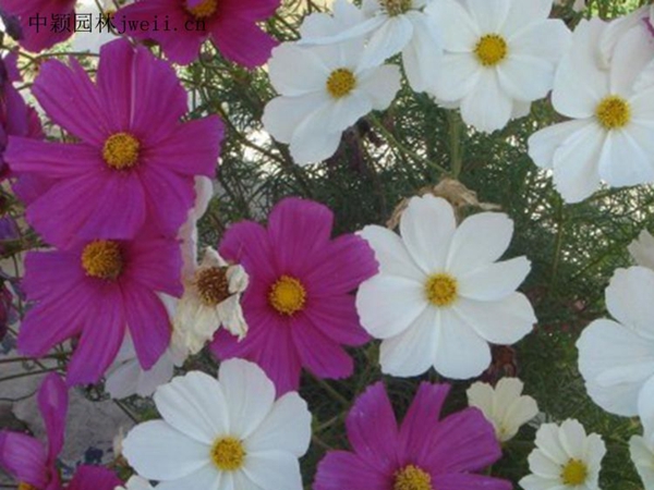 1664181895767637.jpg 格桑花6_副本.jpg