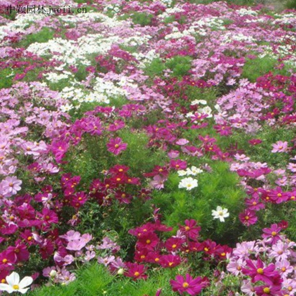 1664181904244777.jpg 格桑花14_副本.jpg