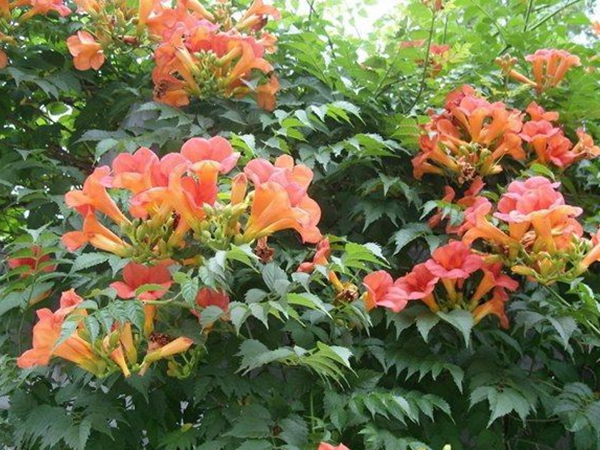 1669281987814440.jpg 凌霄花.jpg