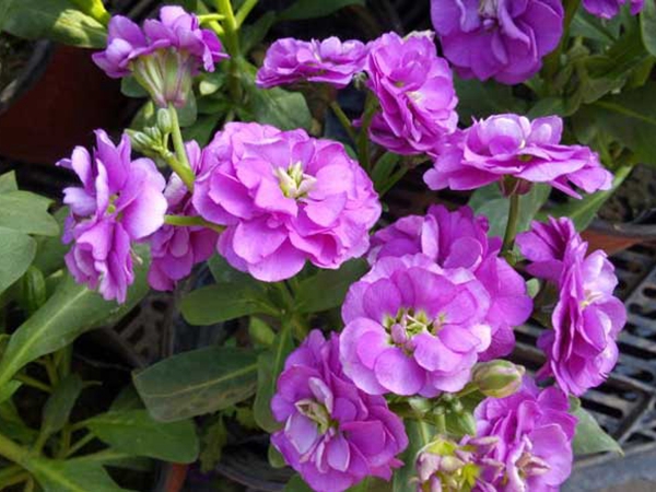 1669283075115155.jpg 1613808304879060.jpg