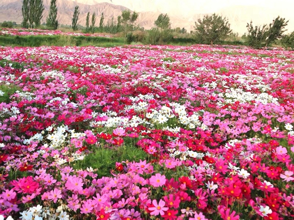 1669283152437395.jpg 野花組合19.jpg