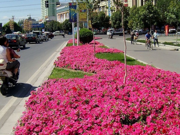 1669283203821257.jpg 牽牛花14.jpg