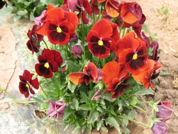 1670745400733384.jpg 三色旋花7.jpg