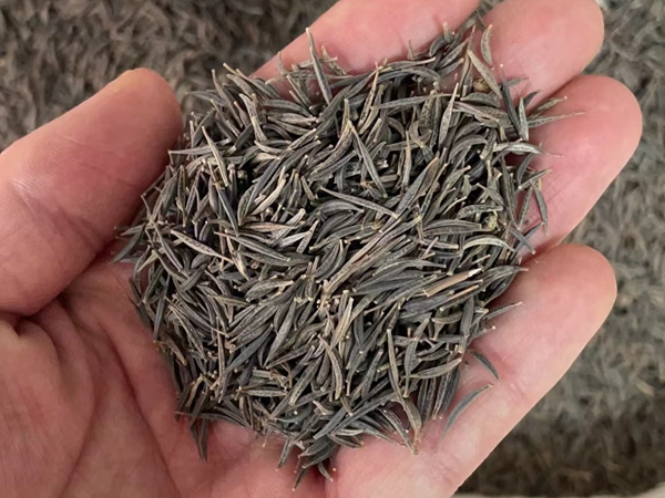 1671192941294522.jpg 波斯菊種子.jpg