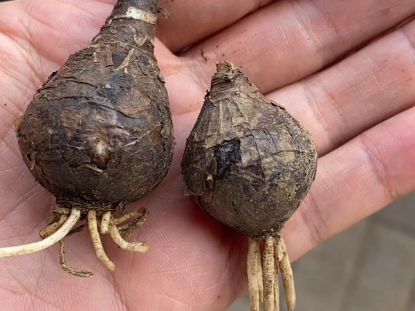 1671192956475962.jpg 彼岸花種球.jpg