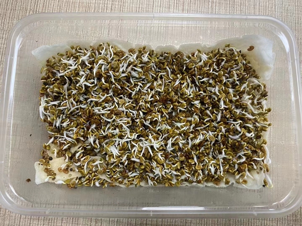 1671192986563013.jpg 紫云英種子1.jpg