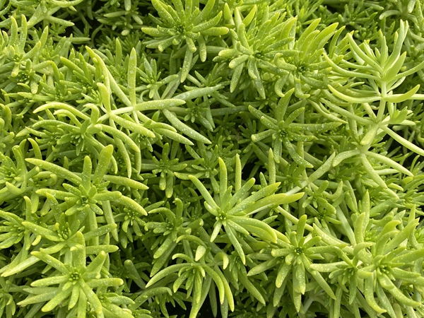 1672466481455603.jpg 佛甲草2.jpg