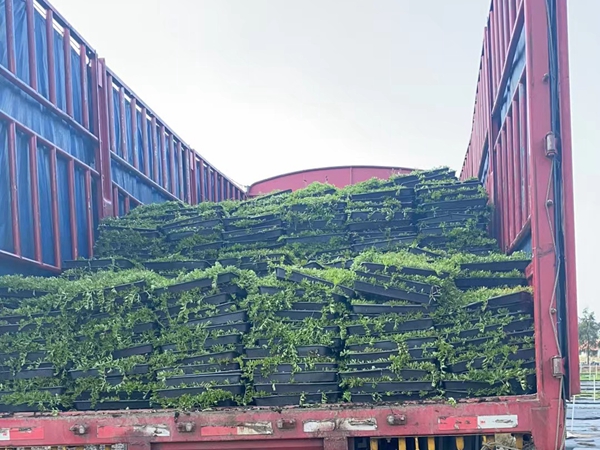 1672467207748987.jpg 佛甲草10.jpg