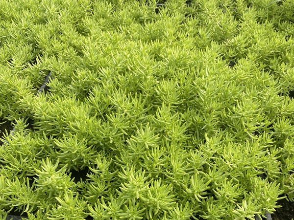 1672468979993406.jpg 佛甲草.jpg