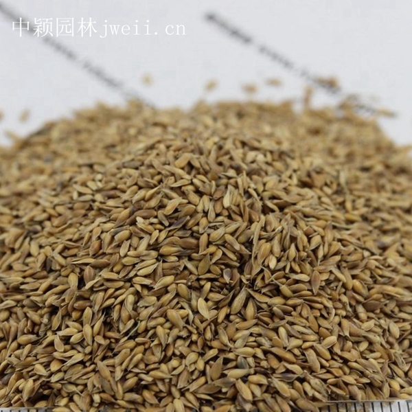 1675602059625624.jpg 結縷草1_副本.jpg