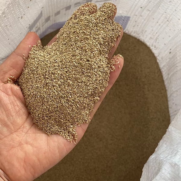 1675602235325418.jpg 百慕大種子.jpg