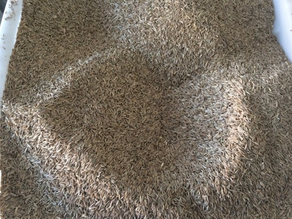 1675602330965398.jpg 四季青草種子2.jpg