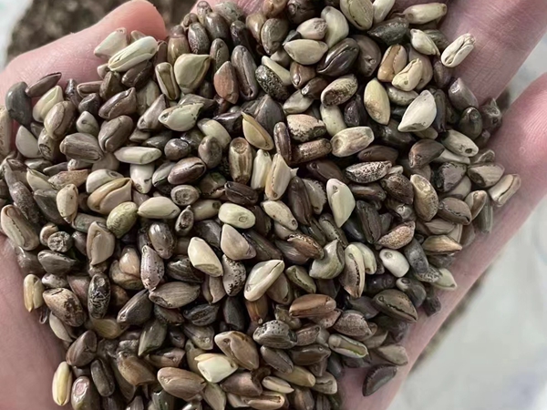 1675751504722972.jpg 玉米草.jpg