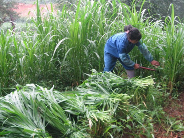 1675751551837438.jpg 皇竹草種子5.jpg