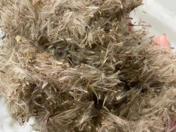 粉黛亂子草.jpg