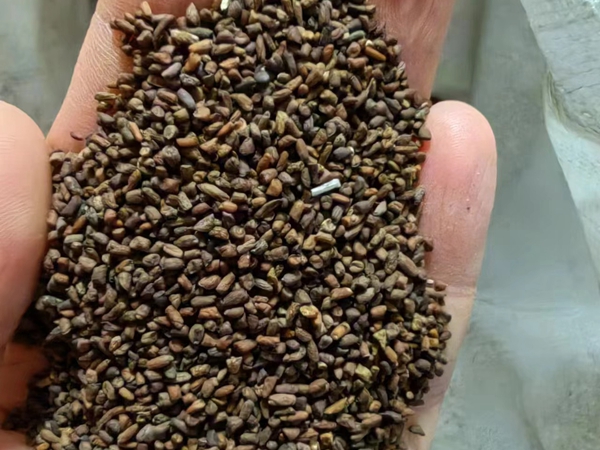 1675913249503262.jpg 二月蘭.jpg