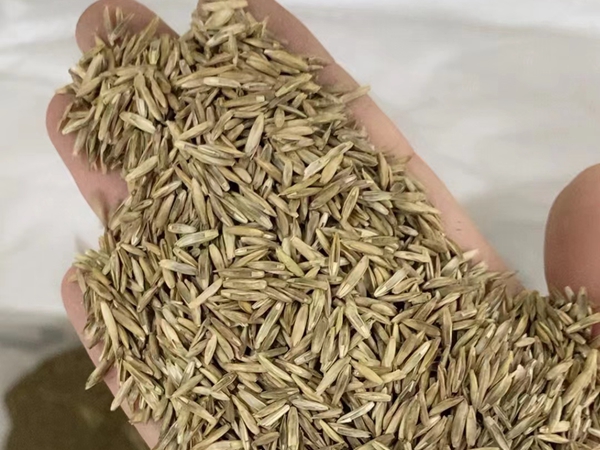 1675914153638062.jpg 草坪021.jpg