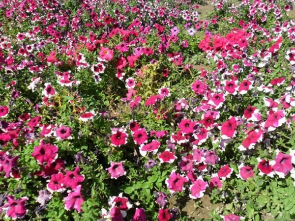 牽牛花12.jpg