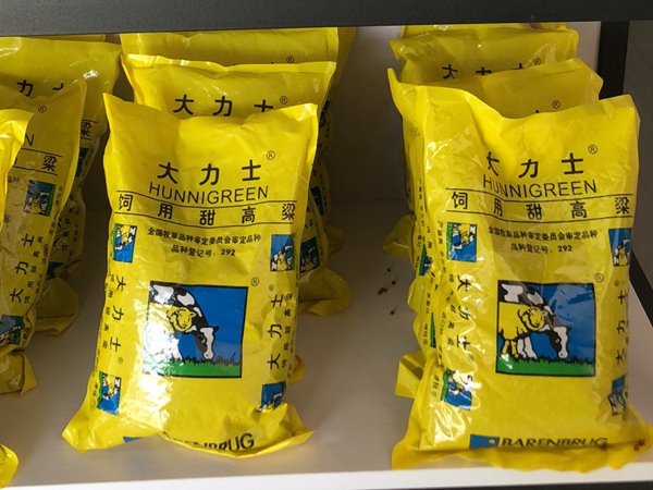1678343780566301.jpg 大力士甜高粱5.jpg