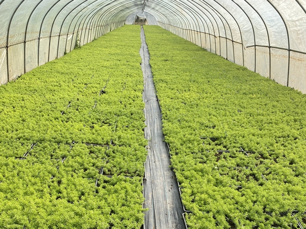 1679403280493444.jpg 佛甲草1.jpg