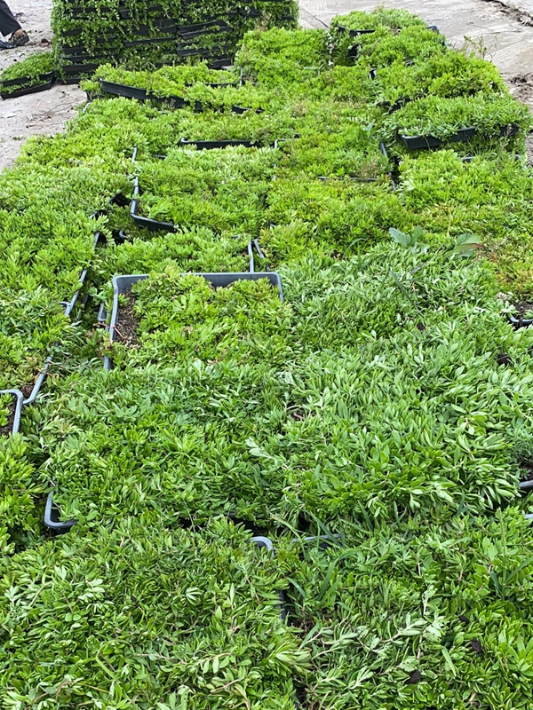 1679403302719041.jpg 佛甲草2.jpg