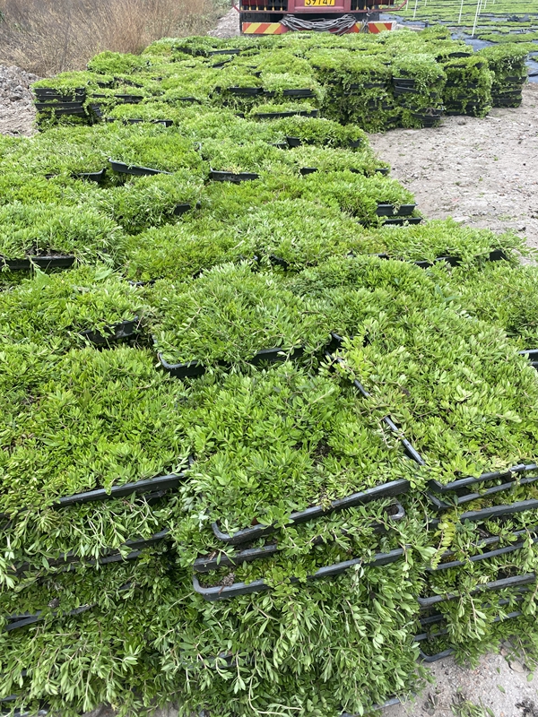 1679403336251928.jpg 佛甲草3.jpg