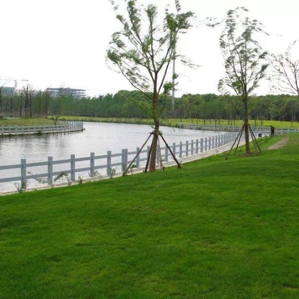 1680579147109345.jpg 高羊茅12_副本.jpg