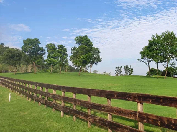 1681105017758663.jpg 草坪17_副本.jpg