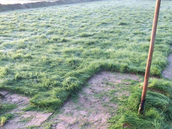 1681377324337372.jpg 草坪1.jpg