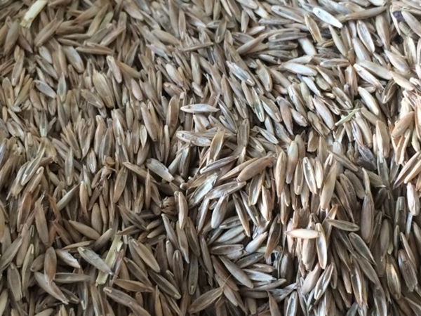 1681377574426734.jpg 四季青草種子1.jpg