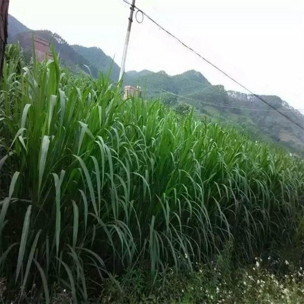 甜象草22.jpg