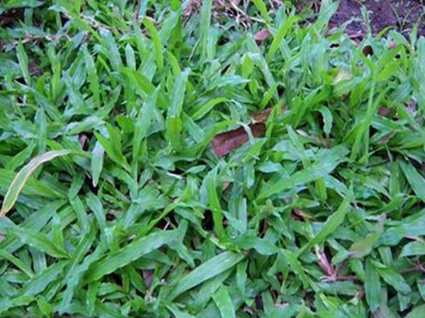 大葉油草4.jpg