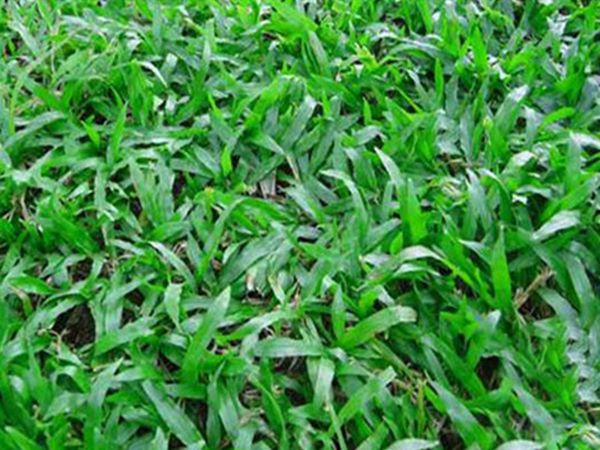 大葉油草5.jpg