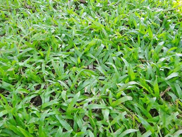 大葉油草6.jpg