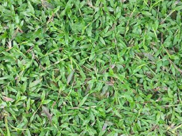 大葉油草7.jpg