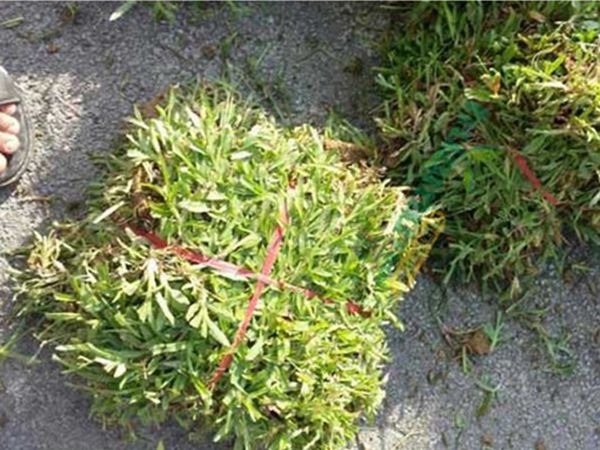 大葉油草8.jpg