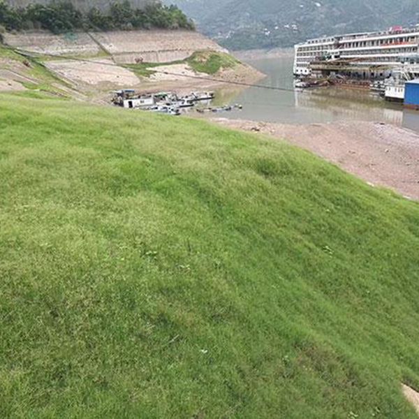 1683195900499174.jpg 狗牙根8.jpg