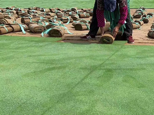 1683889395592014.jpg 草坪4_副本.jpg